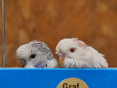 Langeweile in der Zuchtbox